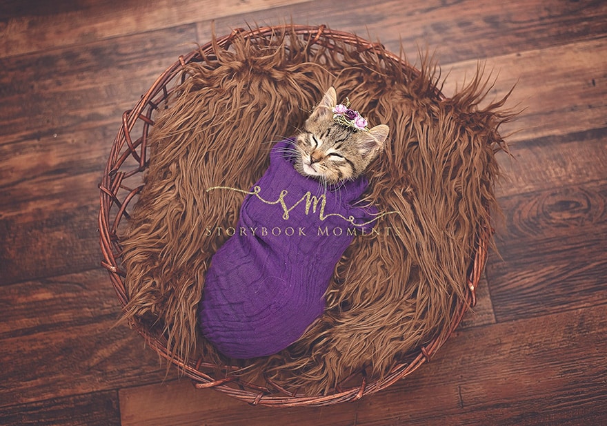 A family takes the cutest photos of a newly adopted kitten