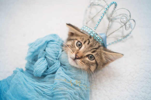 A family takes the cutest photos of a newly adopted kitten 5