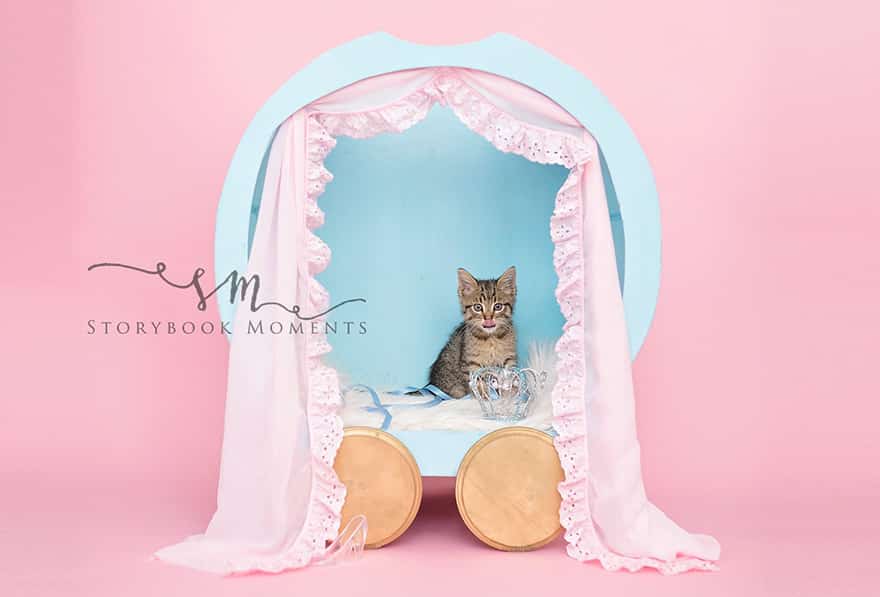 A family takes the cutest photos of a newly adopted kitten 6