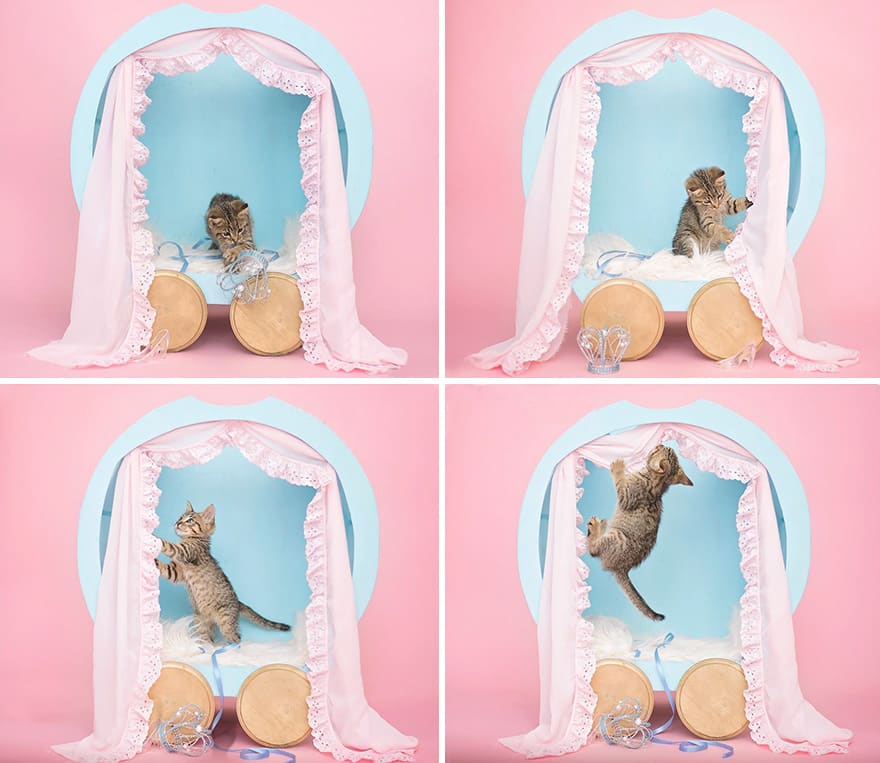 A family takes the cutest photos of a newly adopted kitten 7