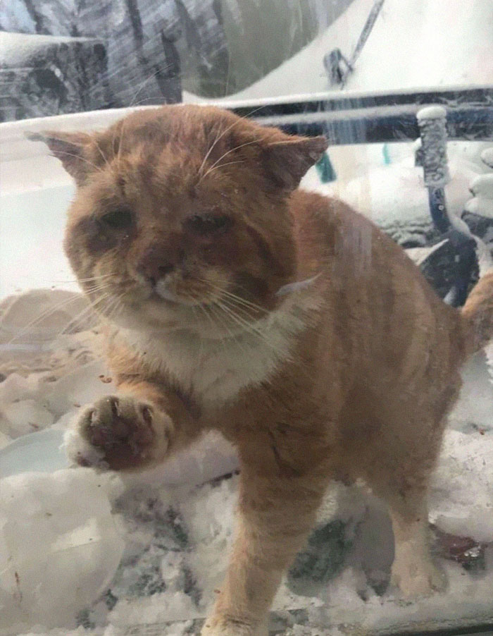 A homeless cat knocks on a woman's door 1