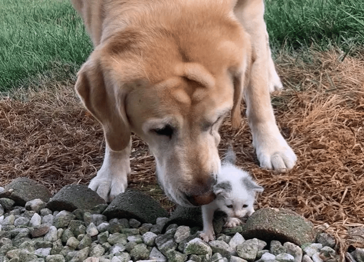 A homeless kitten found alone on a farm is taken care by a dog