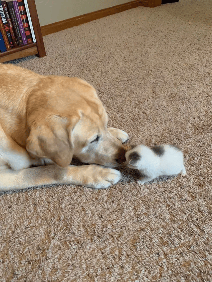 A homeless kitten found alone on a farm is taken care by a dog 2