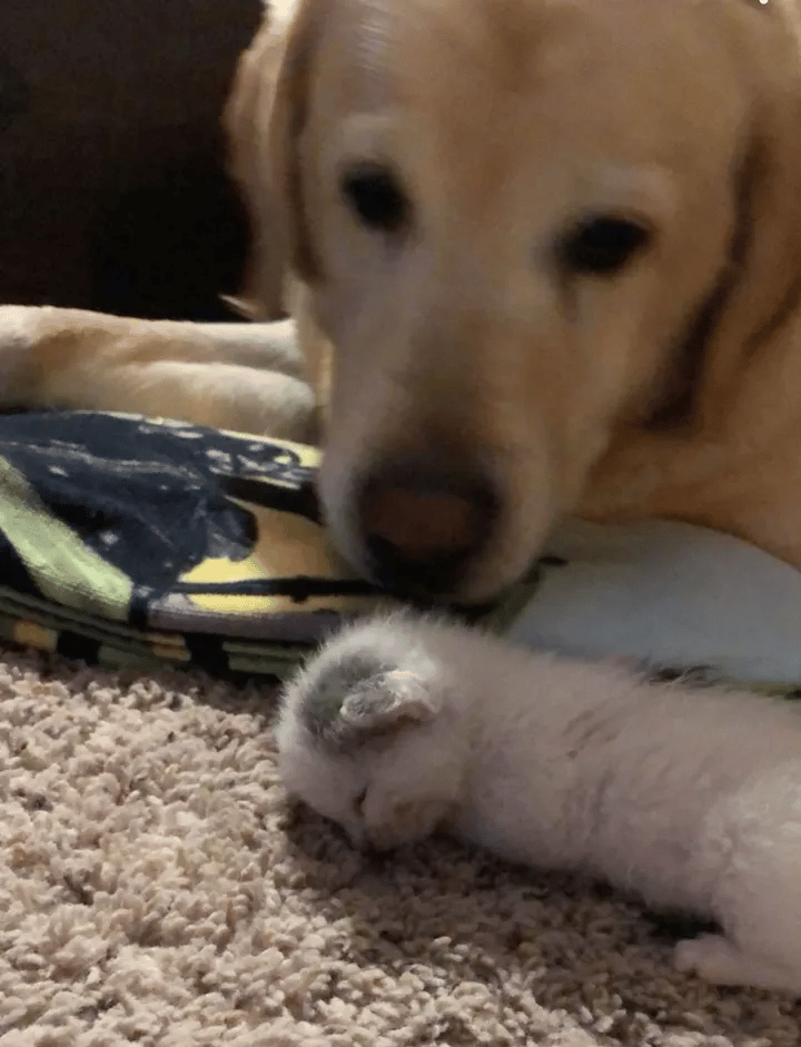 A homeless kitten found alone on a farm is taken care by a dog 3