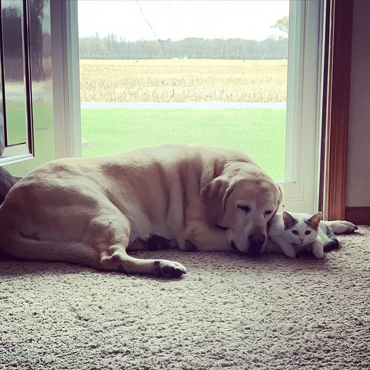 A homeless kitten found alone on a farm is taken care by a dog 4