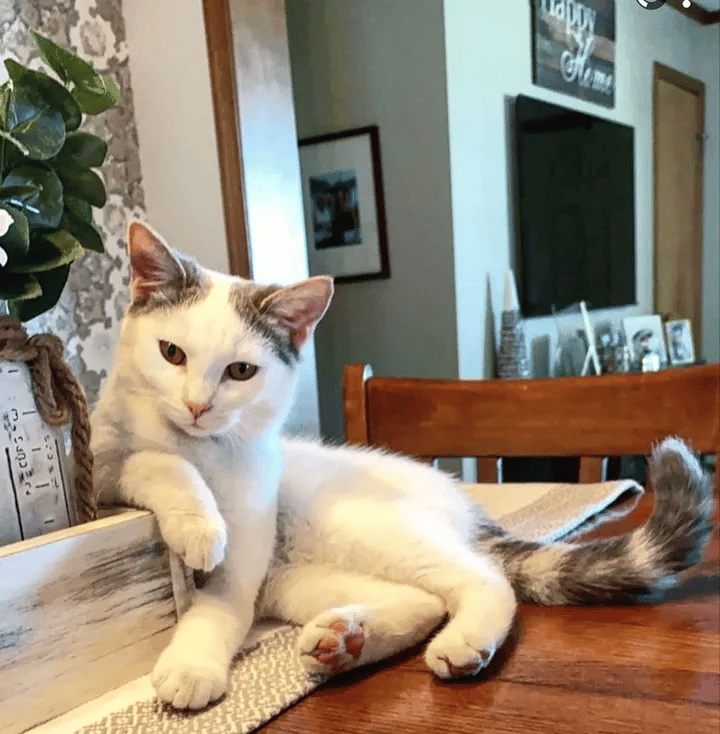 A homeless kitten found alone on a farm is taken care by a dog 5