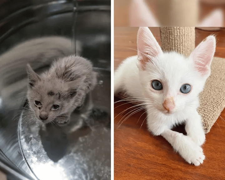 A homeless kitten spotted covered in oil reveals her beautiful fur 1