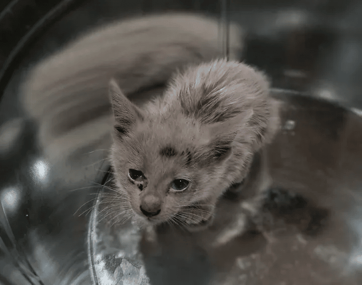 A homeless kitten spotted covered in oil reveals her beautiful fur 2