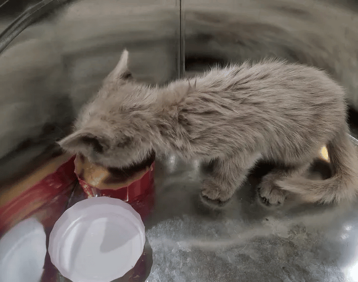 A homeless kitten spotted covered in oil reveals her beautiful fur 3