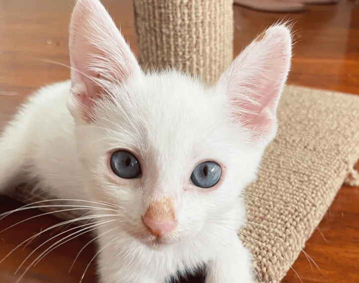 A homeless kitten spotted covered in oil reveals her beautiful fur 7