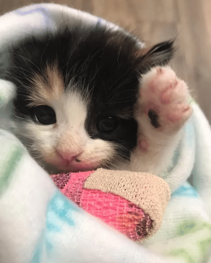 A kitten found in a nursery is thankful for help and keen to recover 2