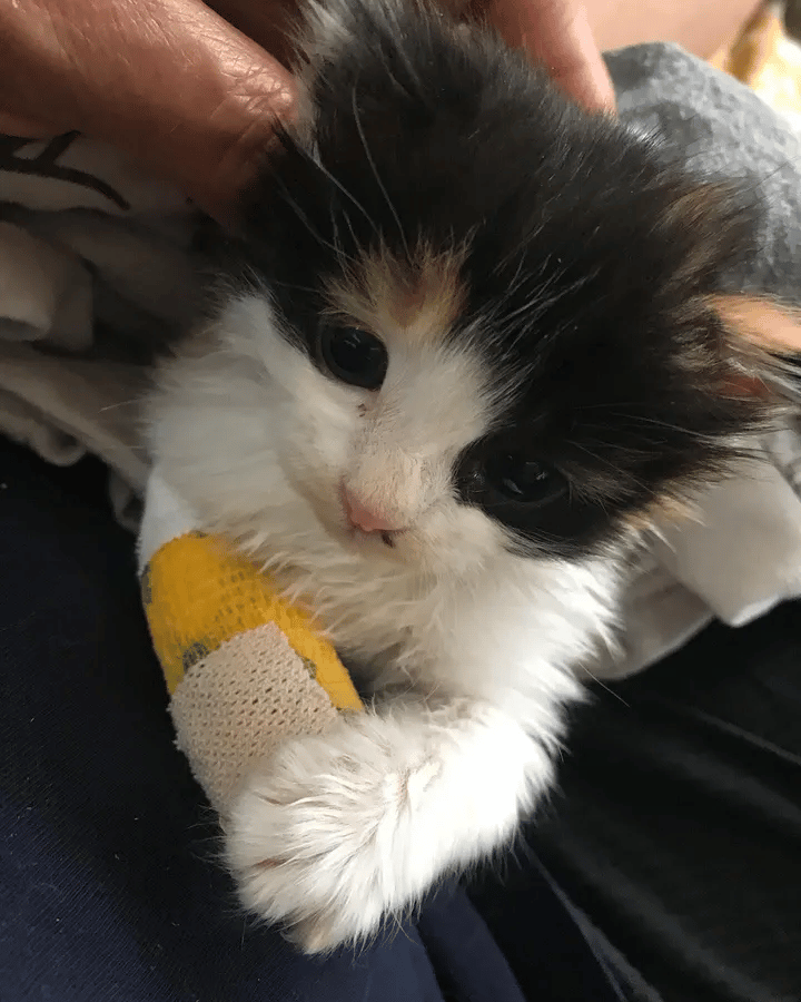 A kitten found in a nursery is thankful for help and keen to recover 3