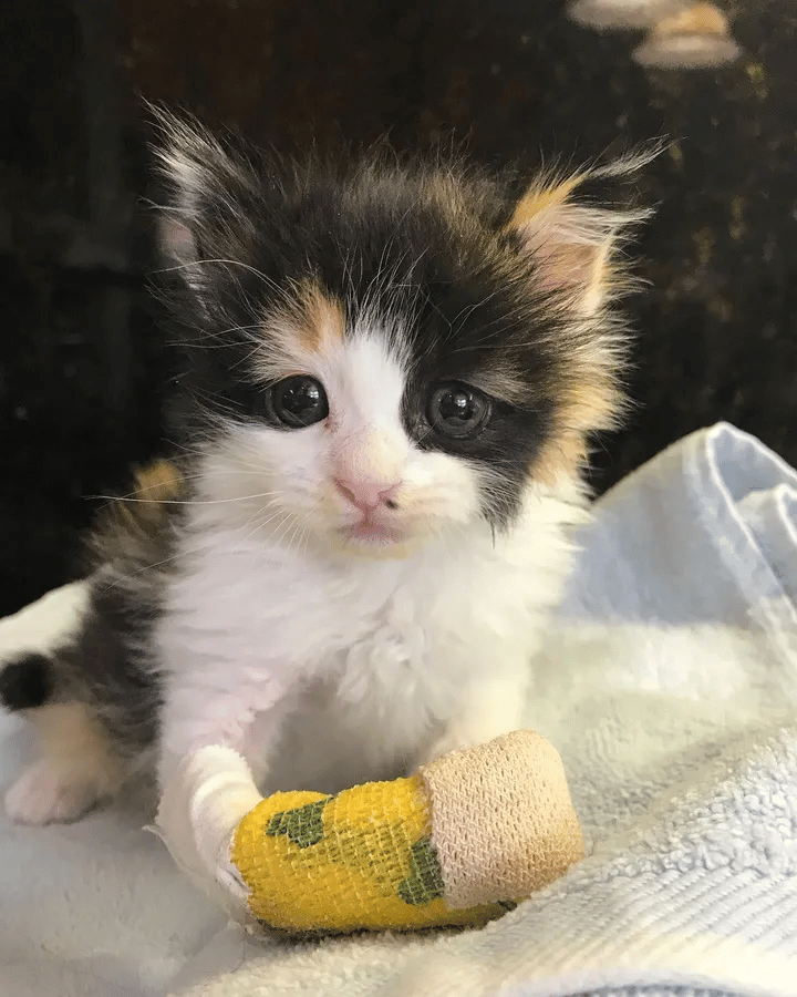 A kitten found in a nursery is thankful for help and keen to recover 4