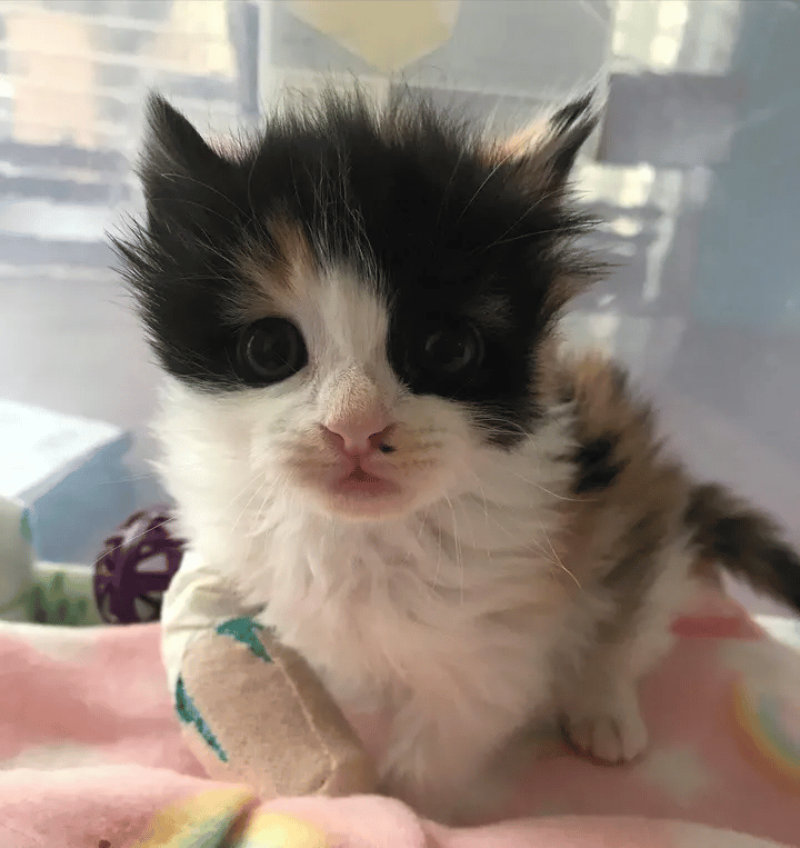 A kitten found in a nursery is thankful for help and keen to recover 5