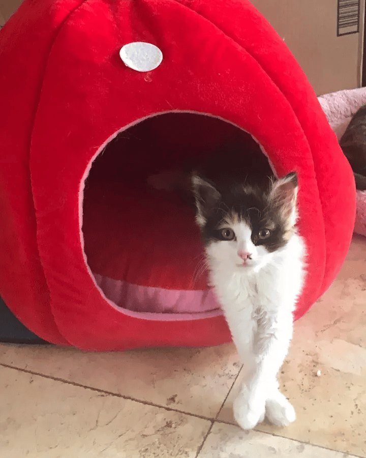 A kitten found in a nursery is thankful for help and keen to recover 6