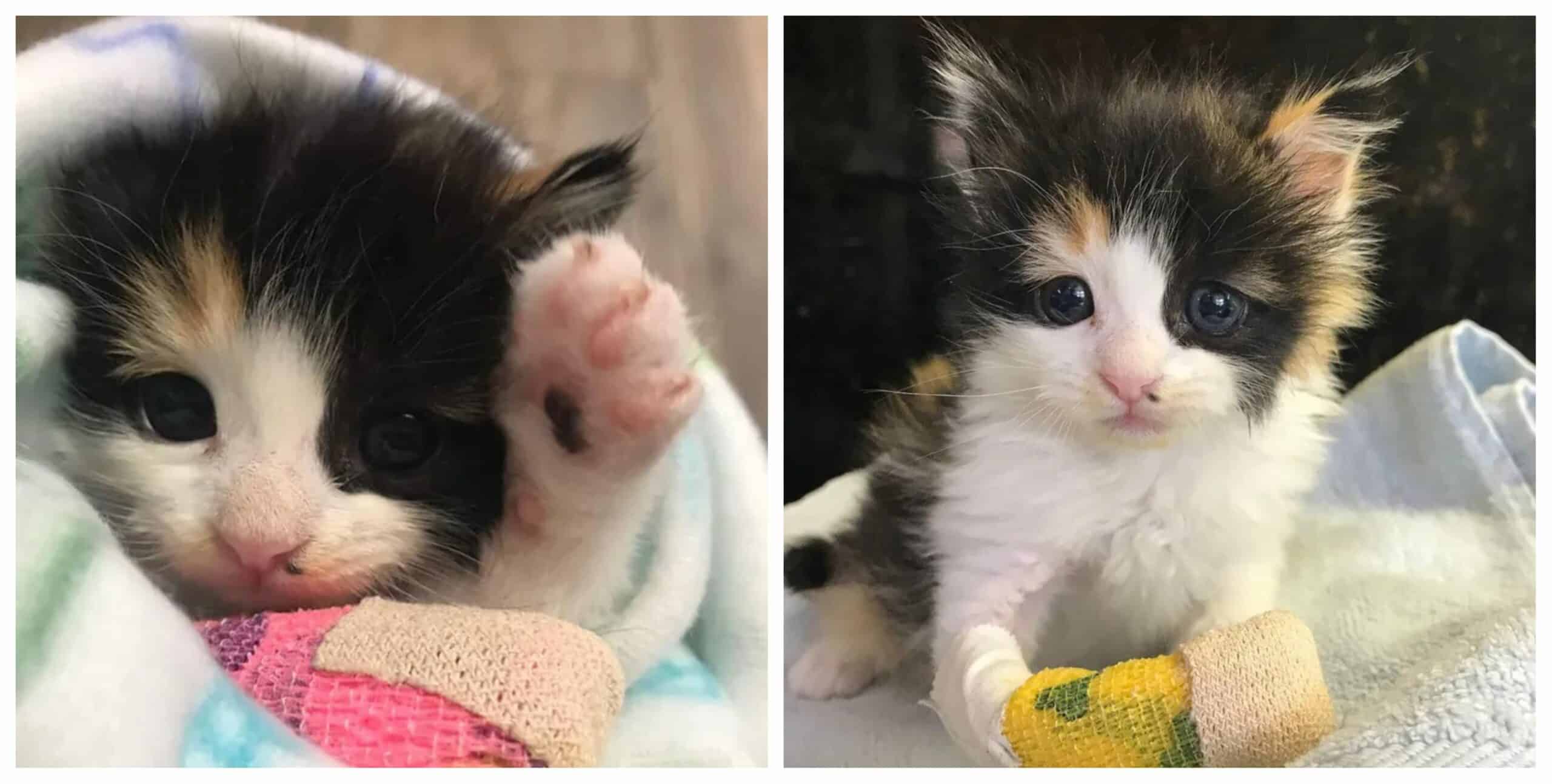 A kitten found in a nursery is thankful for help and keen to recover