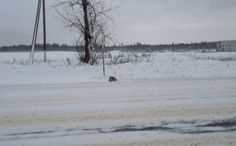 A man saves a freezing cat on the side of the road and becomes her lifelong buddy 1