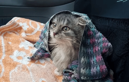 A man saves a freezing cat on the side of the road and becomes her lifelong buddy 2
