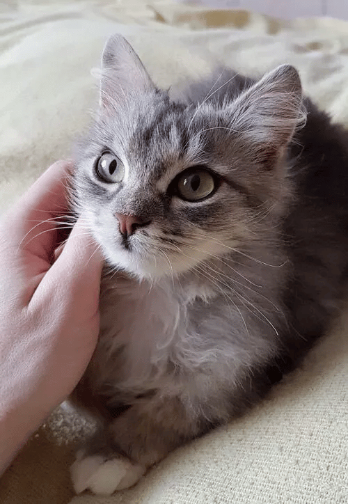 A man saves a freezing cat on the side of the road and becomes her lifelong buddy 5