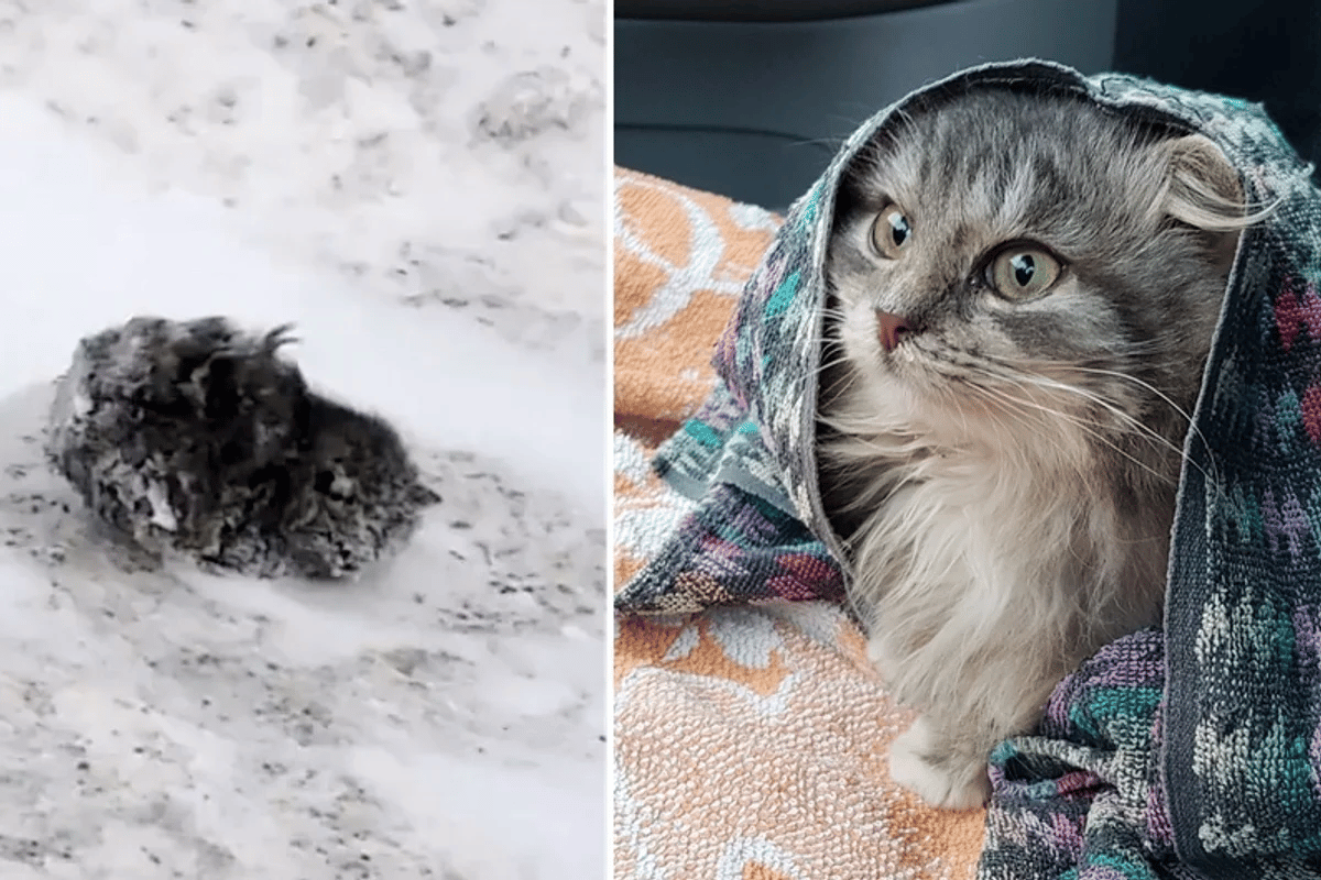 A man saves a freezing cat on the side of the road and becomes her lifelong buddy 6