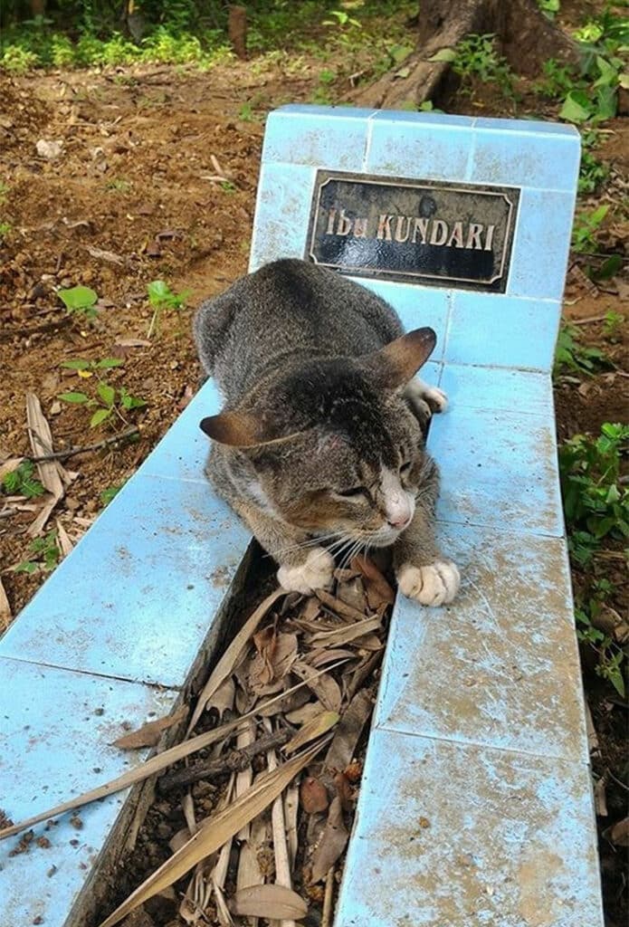 A mourning cat has spent a year beside the grave of her deceased owner 1