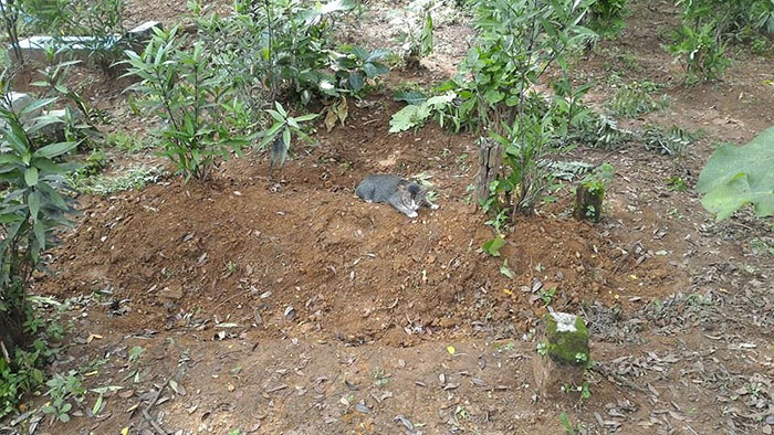 A mourning cat has spent a year beside the grave of her deceased owner 2