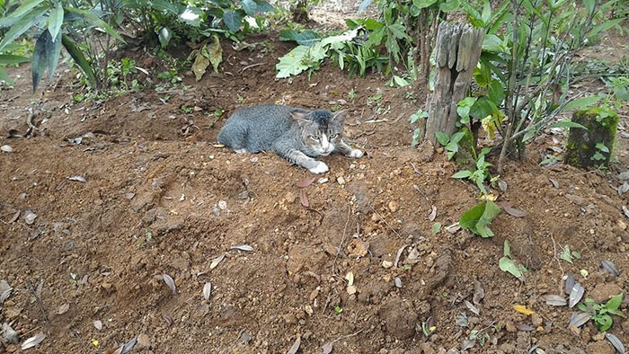 A mourning cat has spent a year beside the grave of her deceased owner 3