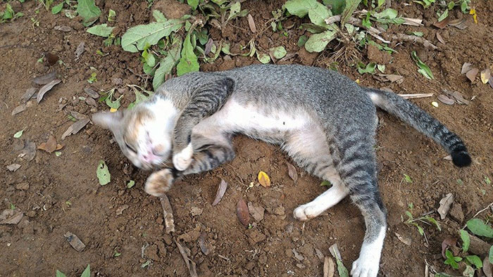 A mourning cat has spent a year beside the grave of her deceased owner 4