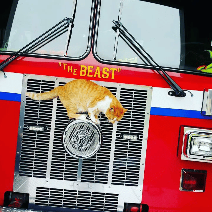 A stray cat enters a fire station and decides to make it his permanent home 1