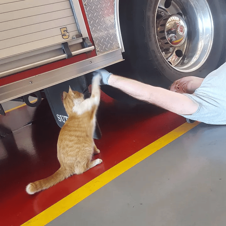 A stray cat enters a fire station and decides to make it his permanent home 2