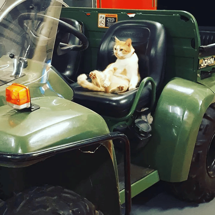 A stray cat enters a fire station and decides to make it his permanent home 3