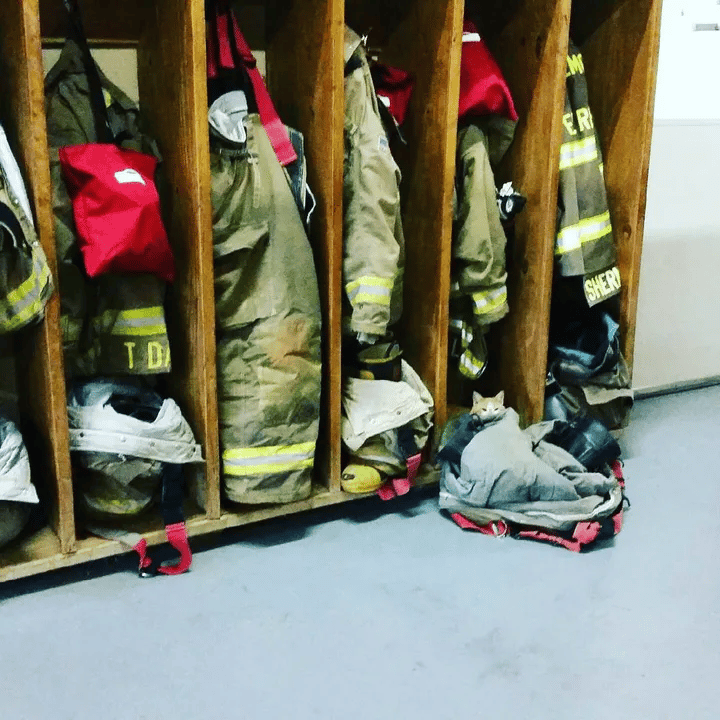 A stray cat enters a fire station and decides to make it his permanent home 4