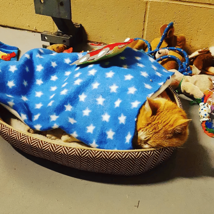 A stray cat enters a fire station and decides to make it his permanent home 5