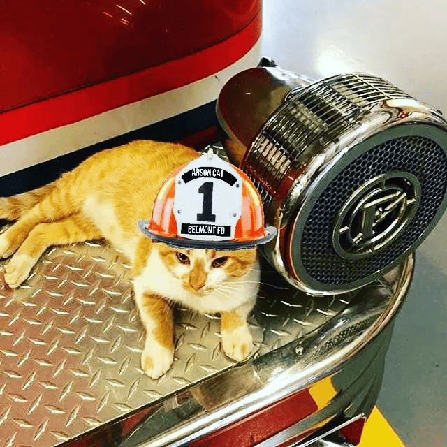 A stray cat enters a fire station and decides to make it his permanent home 7