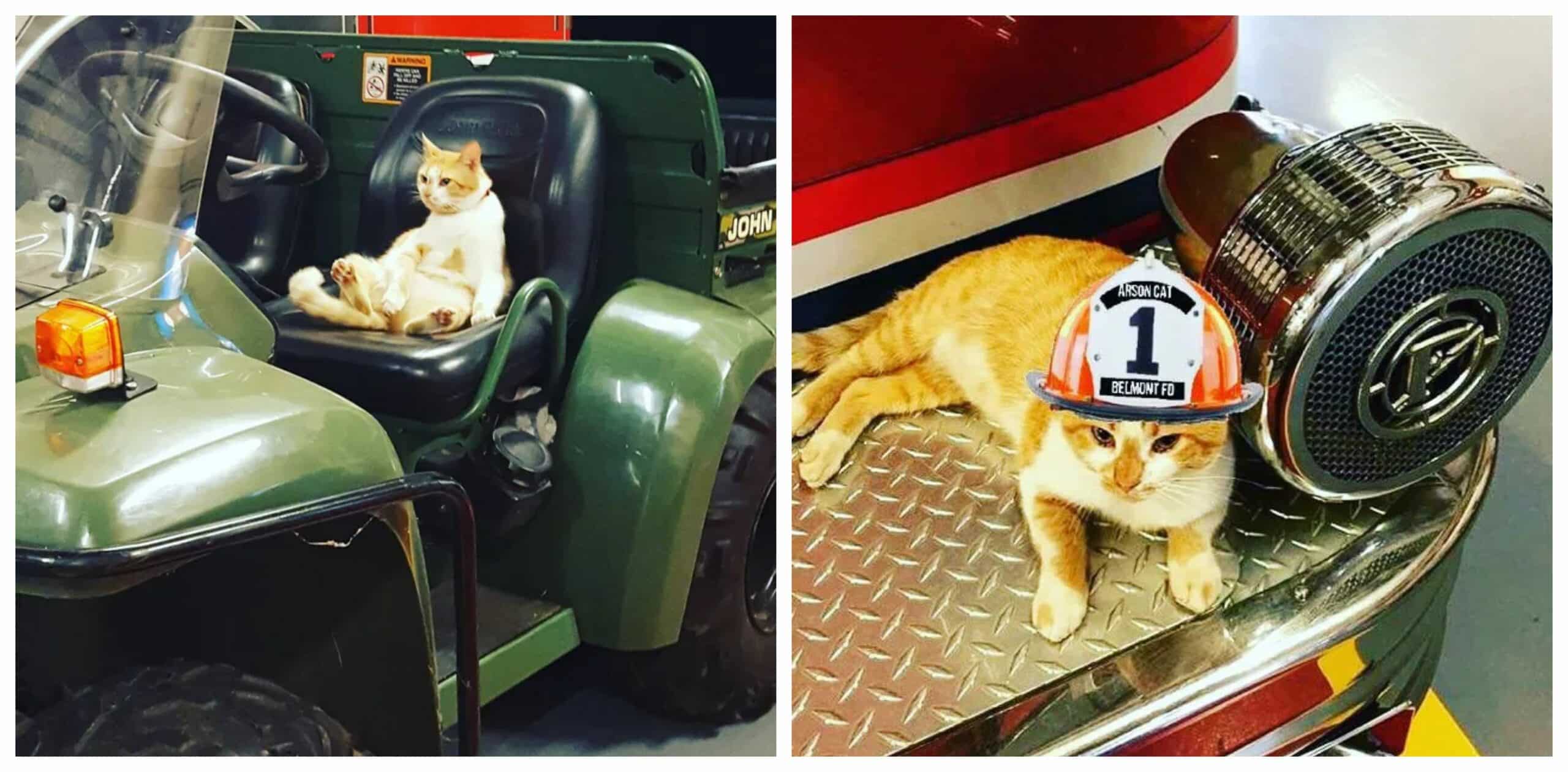 A stray cat enters a fire station and decides to make it his permanent home