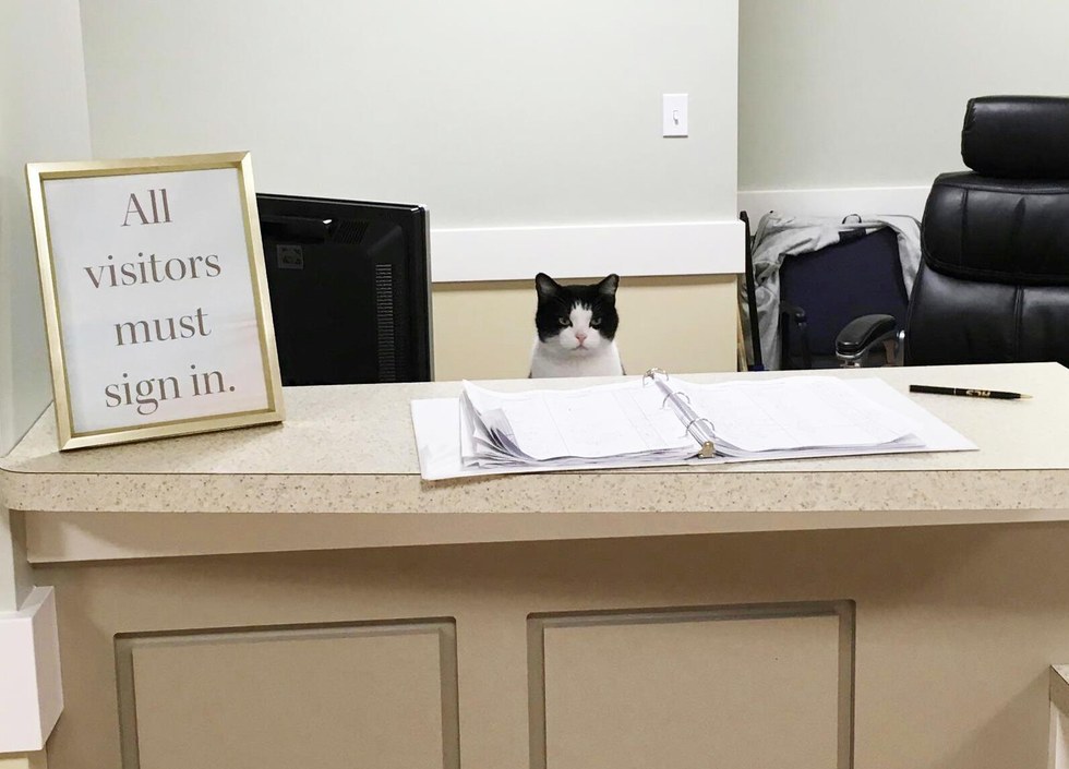 A stray cat enters a nursing home and learns to secure a job 1