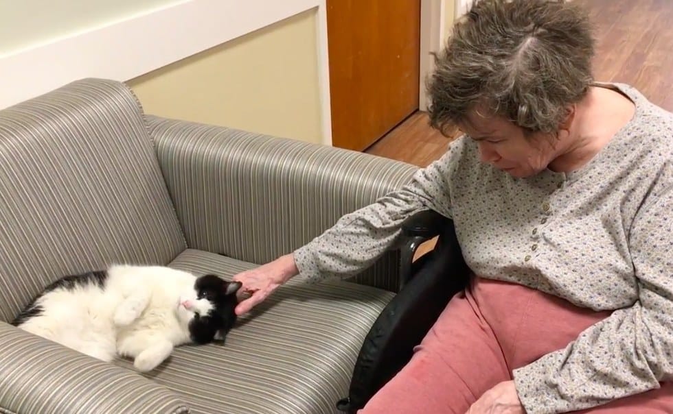 A stray cat enters a nursing home and learns to secure a job 3