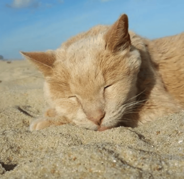 A woman saves a 21-year-old cat who was abandoned by her family 1