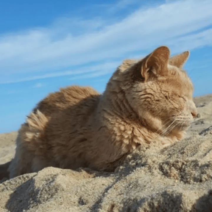 A woman saves a 21-year-old cat who was abandoned by her family 4