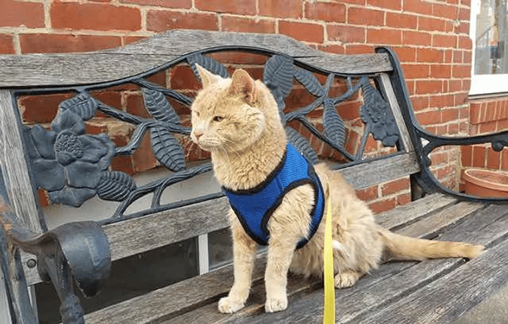 A woman saves a 21-year-old cat who was abandoned by her family 5