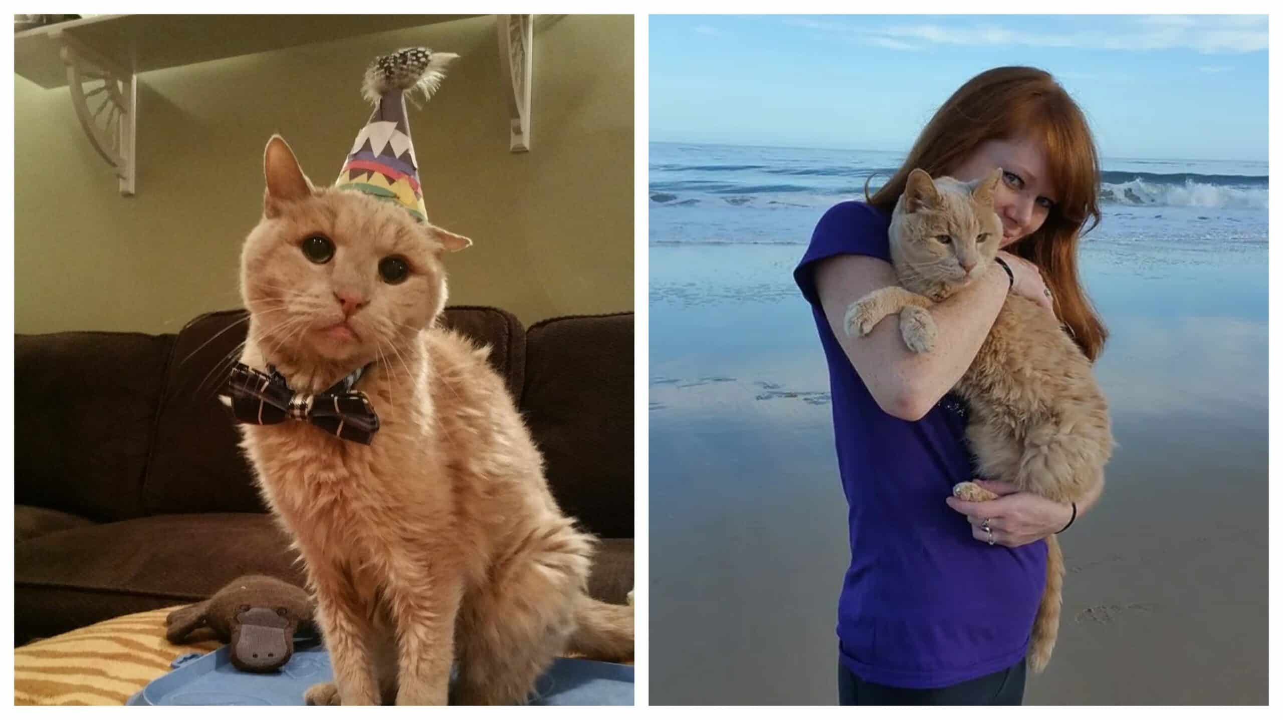 A woman saves a 21-year-old cat who was abandoned by her family