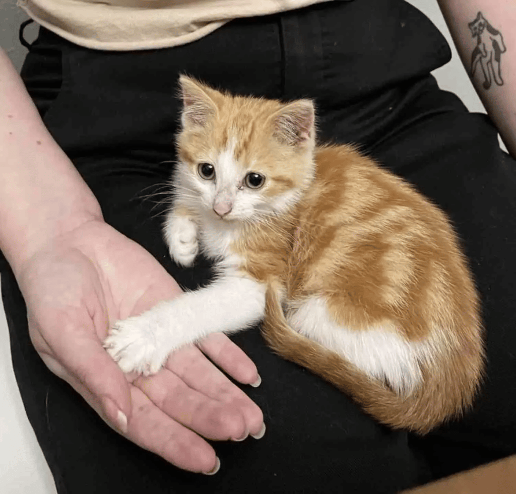 A woman sees her foster kitten cuddling with an outdoor cat