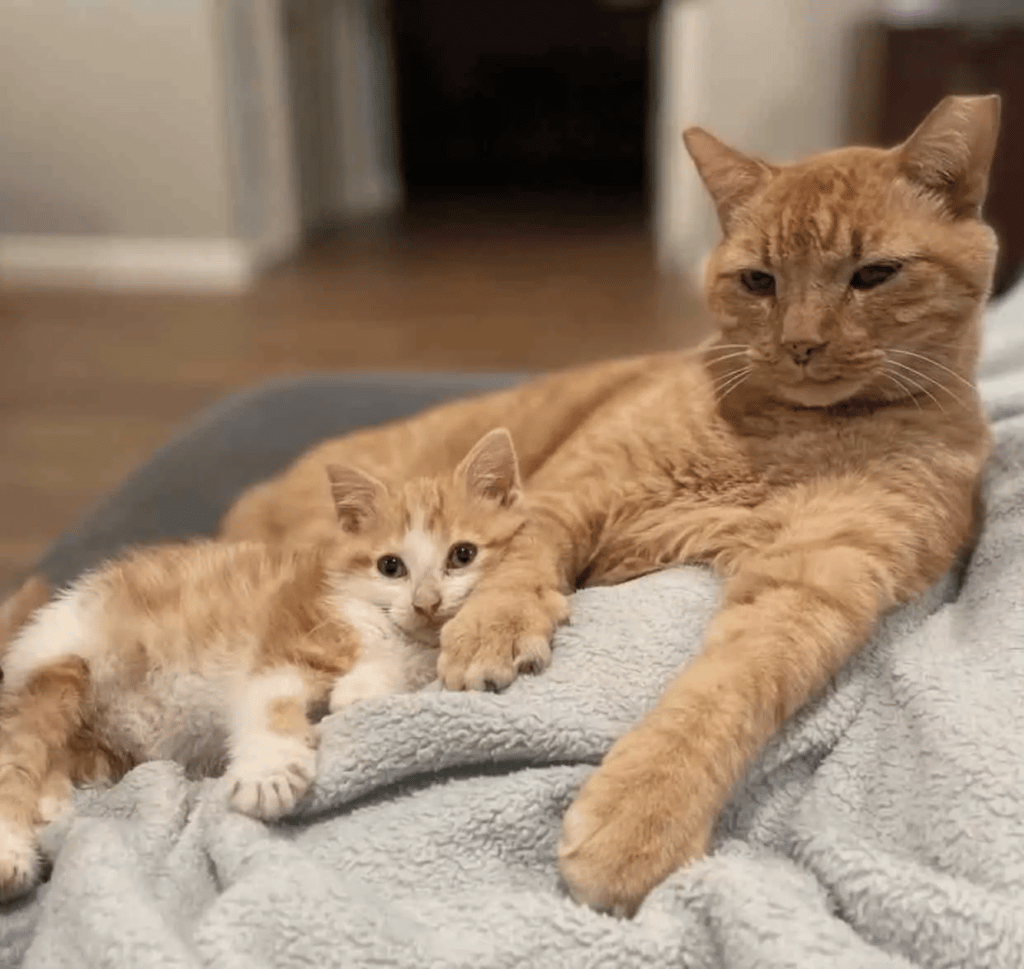 A woman sees her foster kitten cuddling with an outdoor cat 2