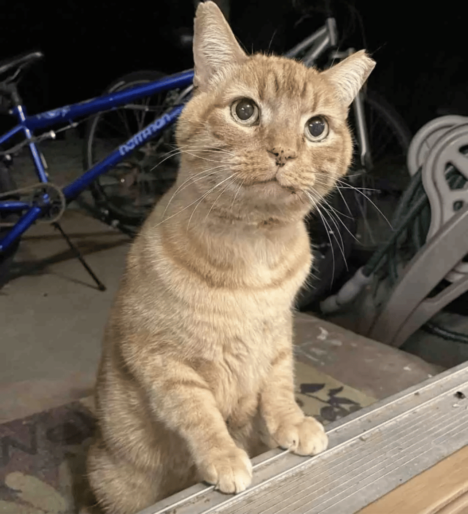 A woman sees her foster kitten cuddling with an outdoor cat 3