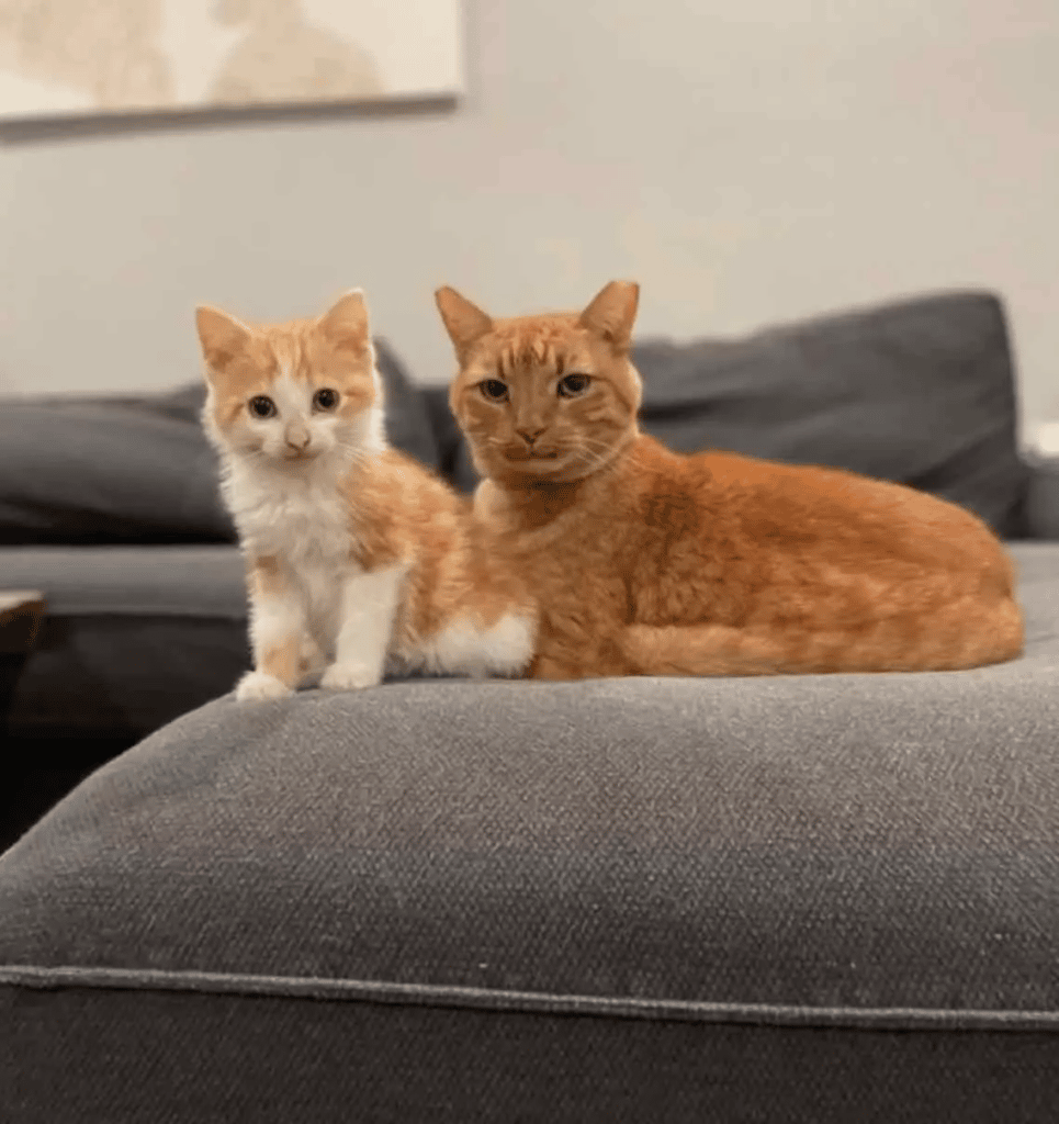 A woman sees her foster kitten cuddling with an outdoor cat 5