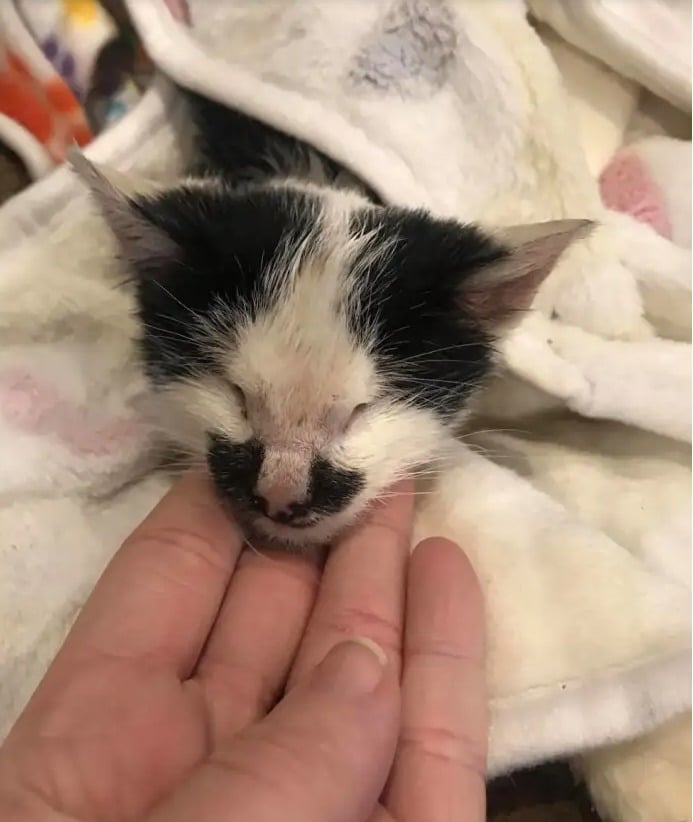 Accidentally hearing a Blind kitten Cry in a shelter 2