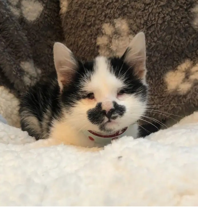 Accidentally hearing a Blind kitten Cry in a shelter, a woman realized she couldn’t leave her there