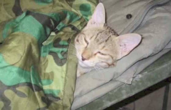 Afghan cat saved by soldier 2