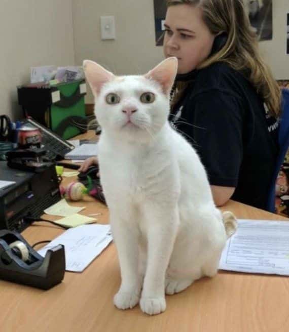 After 433 days, the unwanted cat is finally adopted 1