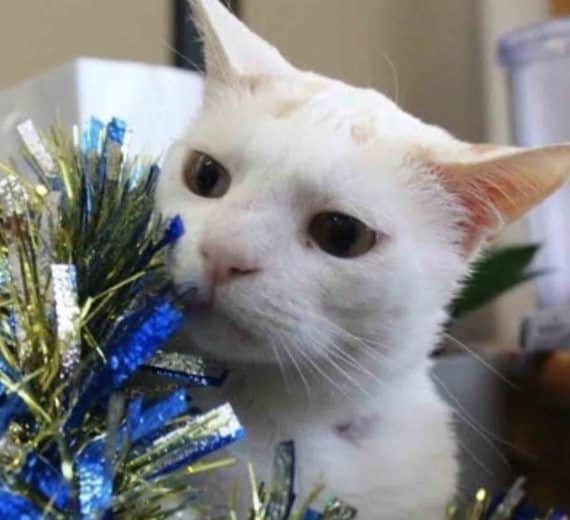After 433 days, the unwanted cat is finally adopted 2